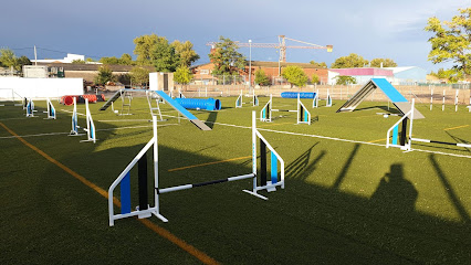 Agility EliteDogs | Adiestradores de perros en Algete