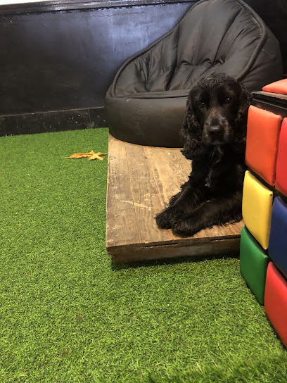 DogSecret | Adiestradores de perros en Pasaia