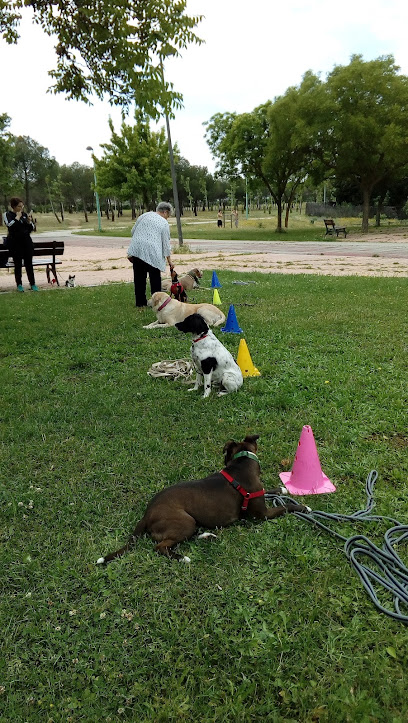 Green Dog | Adiestradores de perros en Getafe