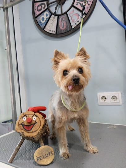 Peluts | Peluqueria para perros en Santpedor