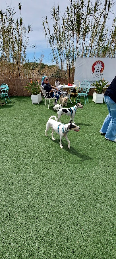 The Royal Dog | Adiestradores de perros en Barcelona