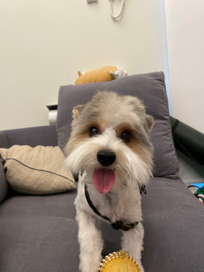Petworks | Peluqueria para perros en Madrid