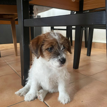 Rocdauro Kennel | Castellar del Riu