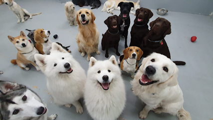 WagWag | Guardería para perros en Madrid