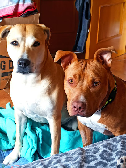 BABI | Adiestradores de perros en El Casar