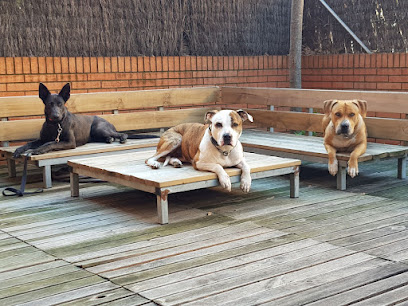 URBEDOG | Adiestradores de perros en Sant Cugat del Valles