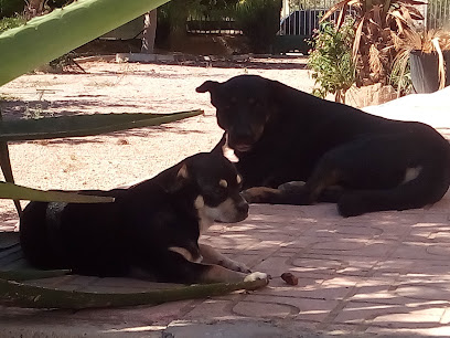 Doglife | Adiestradores de perros en Elche