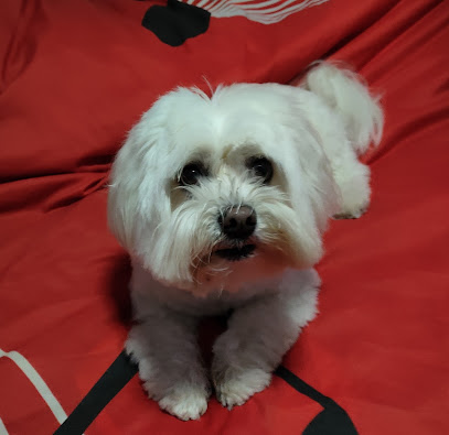 Dog-Art | Peluqueria para perros en Fuenlabrada