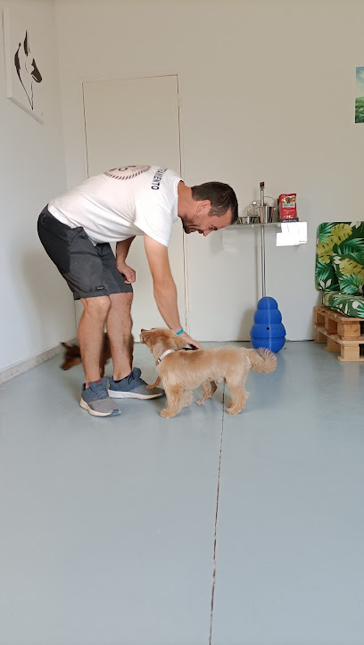 Artemican | Peluqueria para perros en Toledo