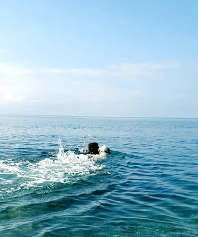 Seduto | Adiestradores de perros en Rincon de la Victoria