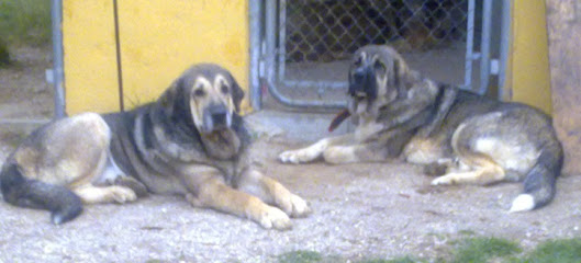 LOS MERCEGALES | Guardería para perros en Mijas-Costa