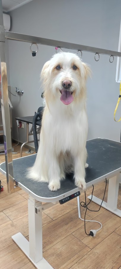 Peludos | Peluqueria para perros en Onil