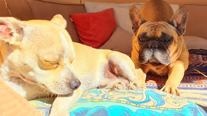 VIP Dog Hotel | Guardería para perros en Benissa