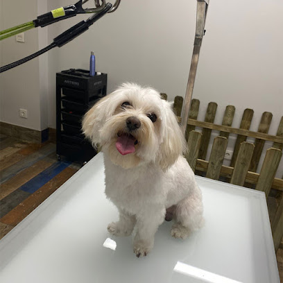 Perruqueando | Peluqueria para perros en Burgos