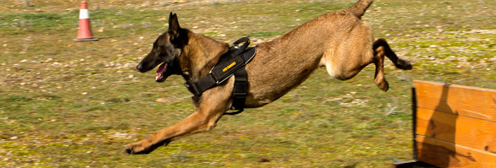 Lobocan | Adiestradores de perros en Dueñas