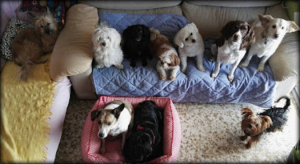 Canguro de Animales | Guardería para perros en Torremolinos