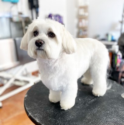 Doggy Wash | Peluqueria para perros en Madrid
