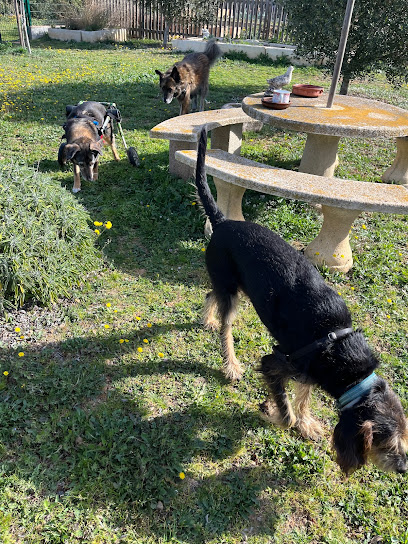 Lladruc | Adiestradores de perros en Veinat Olives