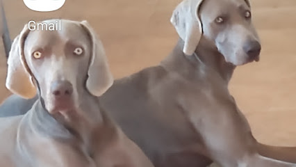 Masdencan | Guardería para perros en Masdenverge