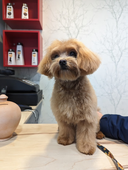 Reguau!Pos | Peluqueria para perros en Bilbao