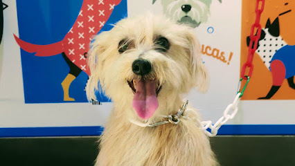 ¡Al Agua Lucas! | Peluqueria para perros en Águilas