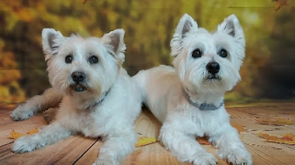Huellas | Peluqueria para perros en Getafe