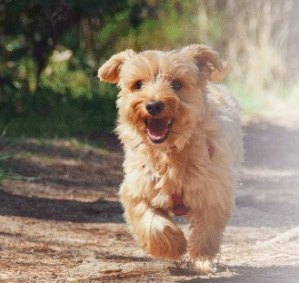 Pets Kangoo | Adiestradores de perros en Zaragoza