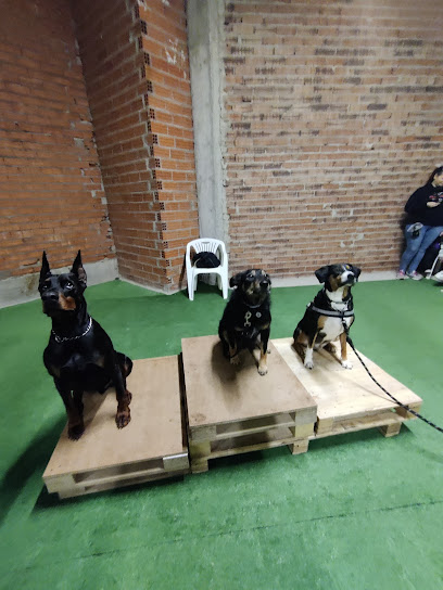 Escuela Canina Palencia | Adiestradores de perros en Palencia