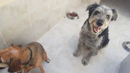 Digs 4 Dogs | Guardería para perros en Dolores