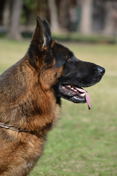 Sotogrande Dogs. | Adiestradores de perros en Sotogrande