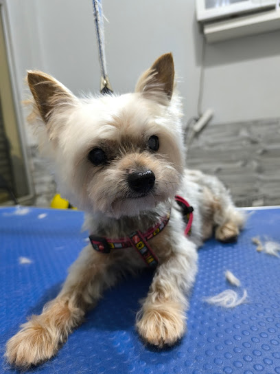 Xé Que Peluts | Peluqueria para perros en Valencia