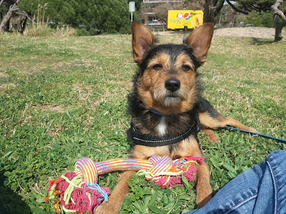 Vincle | Adiestradores de perros en Barcelona