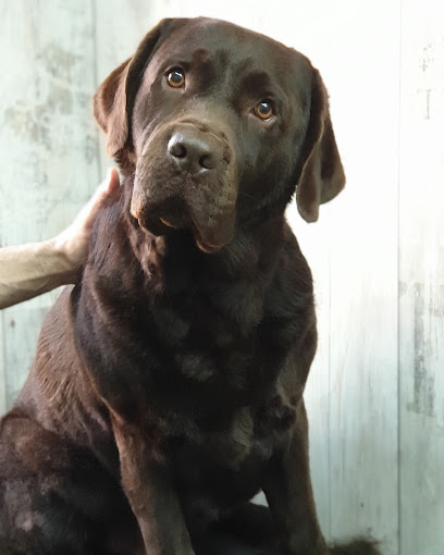 Vilamascotes | Peluqueria para perros en Viladecans
