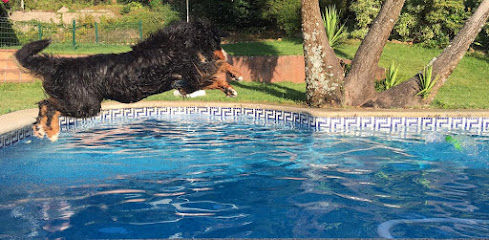 Aquacanis | Peluqueria para perros en Vigo