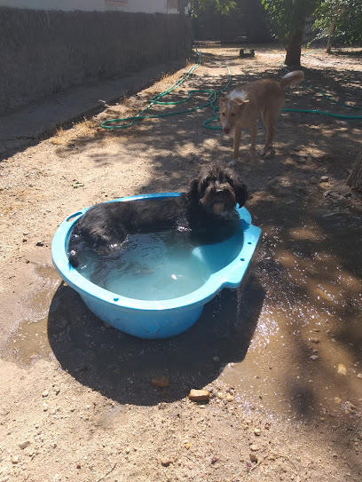 Mas que Guau | Guardería para perros en Aranjuez