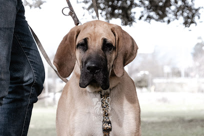 Alfredo Rubira | Adiestradores de perros en Galapagar