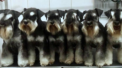 Arte Dog | Peluqueria para perros en Granada