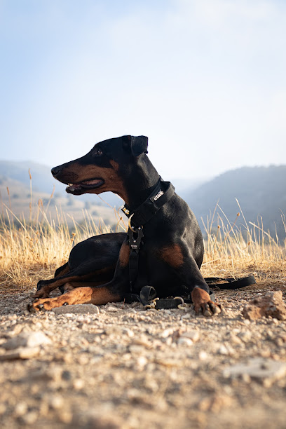 Saca La Fiera | Adiestradores de perros en Benalmadena