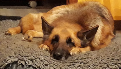 Monteferrari | Guardería para perros en Moia