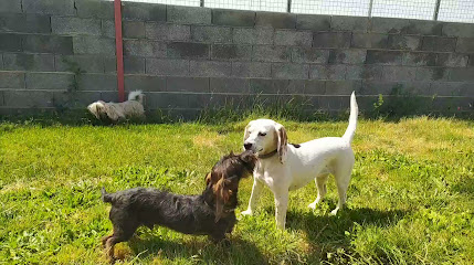 Naroa | Guardería para perros en Noves