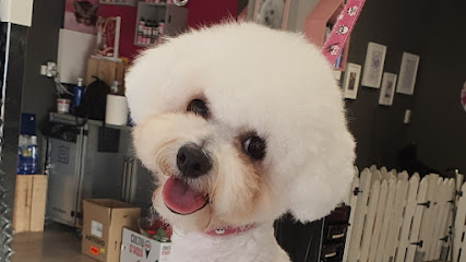 Enea | Peluqueria para perros en Parets del Vallès