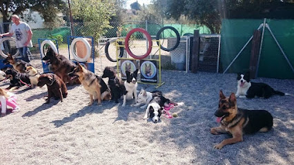 Asociacion G.T.D | Adiestradores de perros en Torremolinos