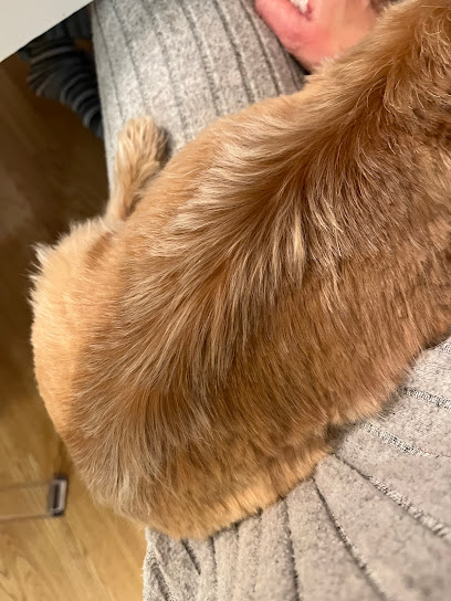 Centro Neo | Peluqueria para perros en Santa Coloma de Gramanet