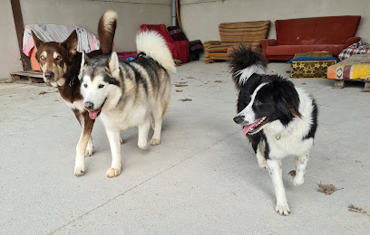 Bocalan | Guardería para perros en Ocaña