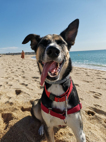 Vida Perruna | Adiestradores de perros en Mataró