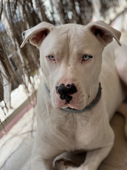 Edukdogs | Adiestradores de perros en Vallromanes