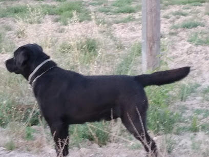 Animalets Nets | Peluqueria para perros en Elche