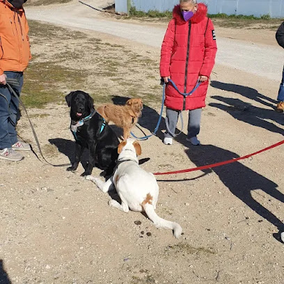Dimepet | Adiestradores de perros en Zaragoza