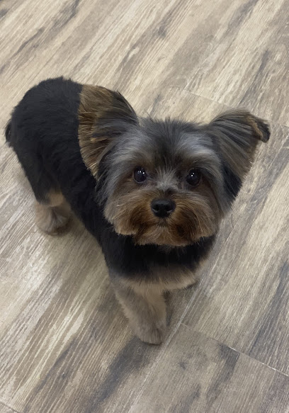 Cristina Sanchez | Peluqueria para perros en Águilas
