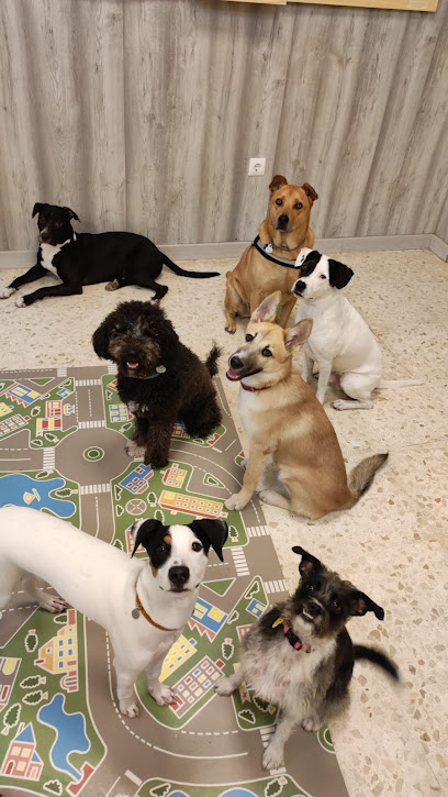 Coleguau | Guardería para perros en Jerez de la Frontera